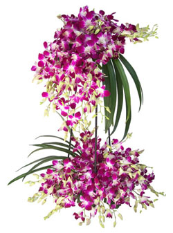 20 Orchids on a stand