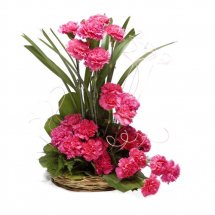 20 Pink Carnations basket