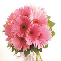 12 Pink Gerberas bouquet