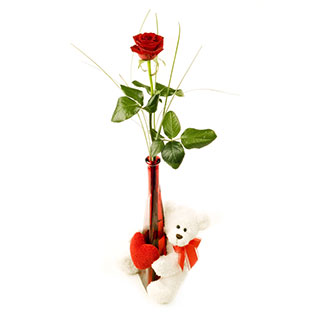 Single red rose in a Vase with Teddy